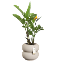 amber roll low 43cm greige